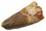Fossil Spinosaurus Tooth - Feeding Worn Tip #349756-1